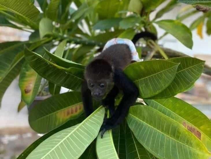 Mono bebé en peligro de muerte en Veracruz; dueña se niega a entregarlo