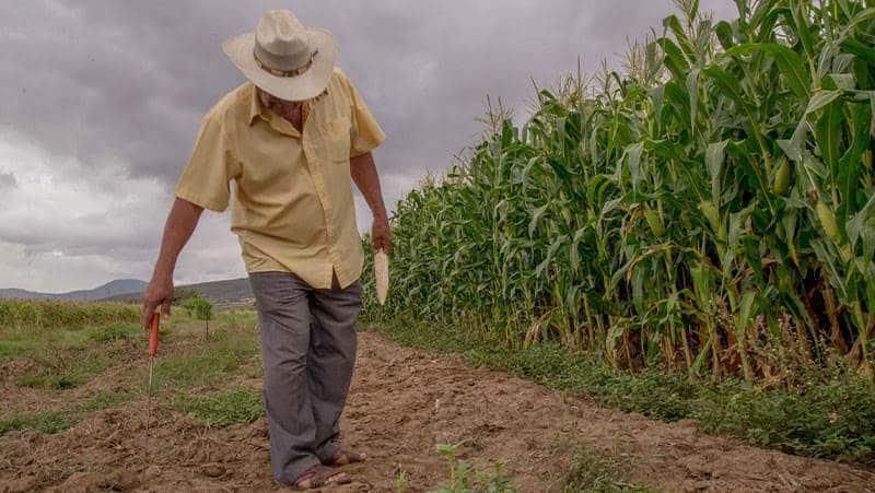 Agricultura de pequeña escala, alternativa contra posible hambruna