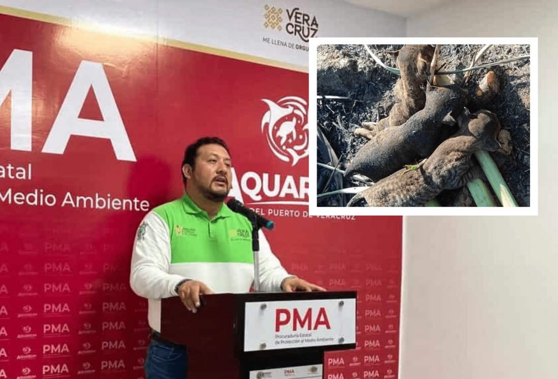 Profepa investigará muerte de tigrillos en la Cuenca del Papaloapan: PMA