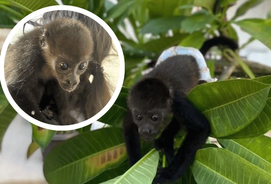 Resguardan a mono bebé que era usado como mascota en una casa en Veracruz