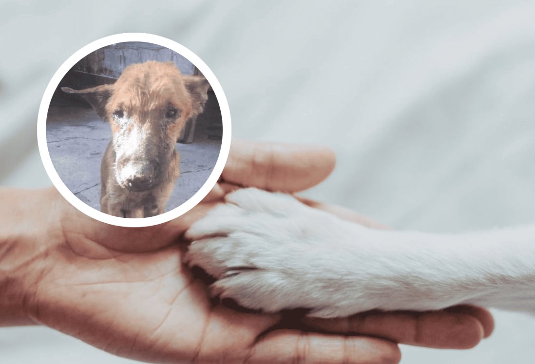 Pide apoyo para perrito abandonado en calle de Veracruz; requiere medicamentos