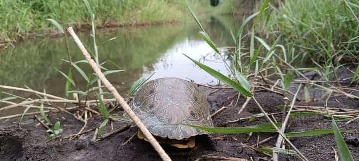 Earth Mission libera a tortugas jicoteas halladas en Veracruz-Boca del Río