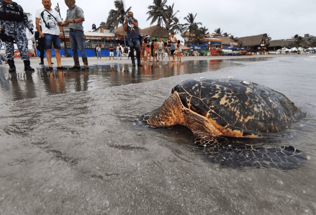 Suman 20 tortugas muertas en playas de Veracruz durante 2023