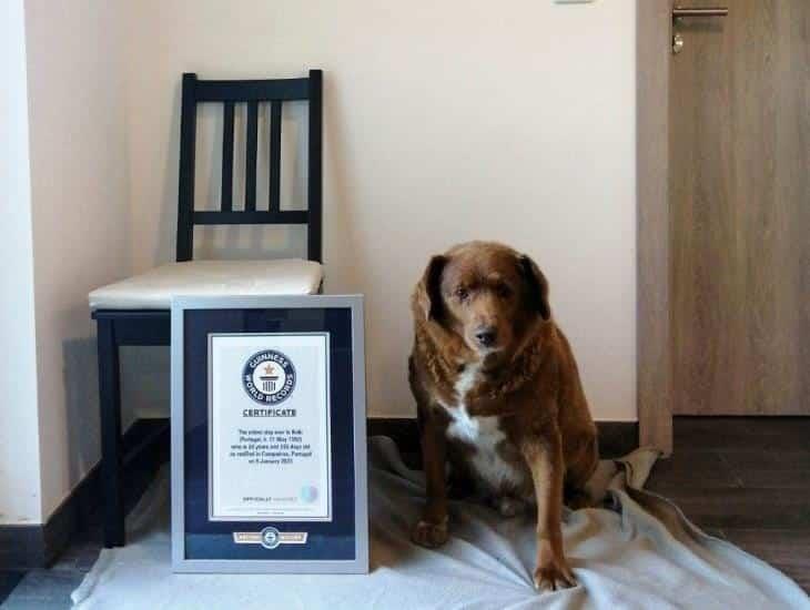 Conoce a Bobi, el perro más longevo del mundo (+Video)
