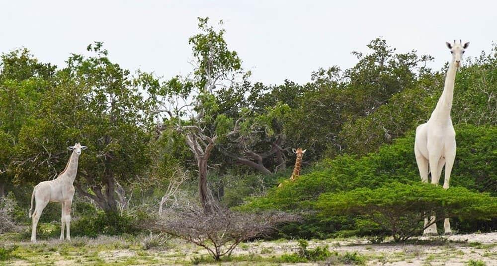 Cazadores matan jirafas blancas en santuario de Kenya; solo queda una