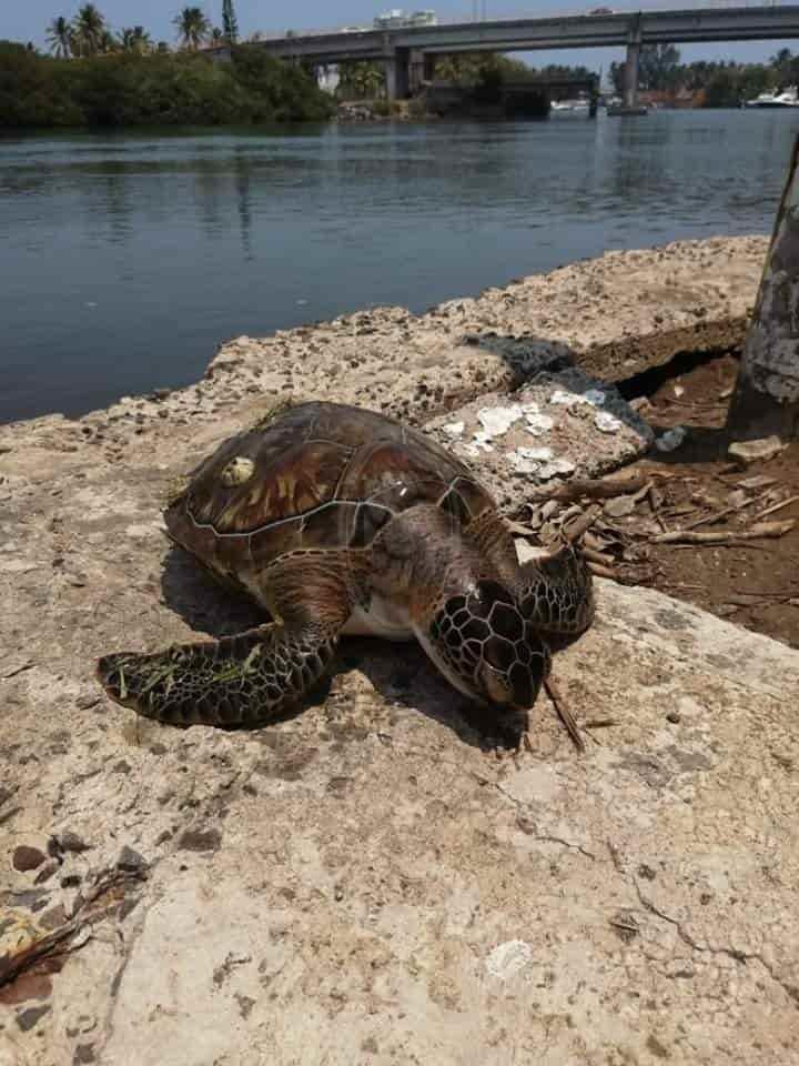 Habitantes del fraccionamiento El Dorado, hallan tortuga muerta a orillas del Río