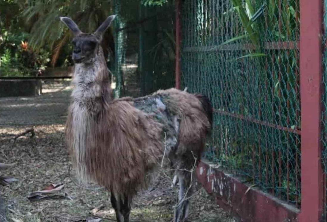 Denuncian abandono de zoológico en Veracruz