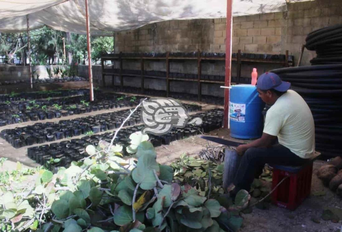Logran mayor producción de plantas en viveros de Coatzacoalcos
