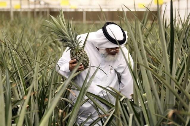 Protagoniza Dubai una “revolución agrícola” en medio del desierto