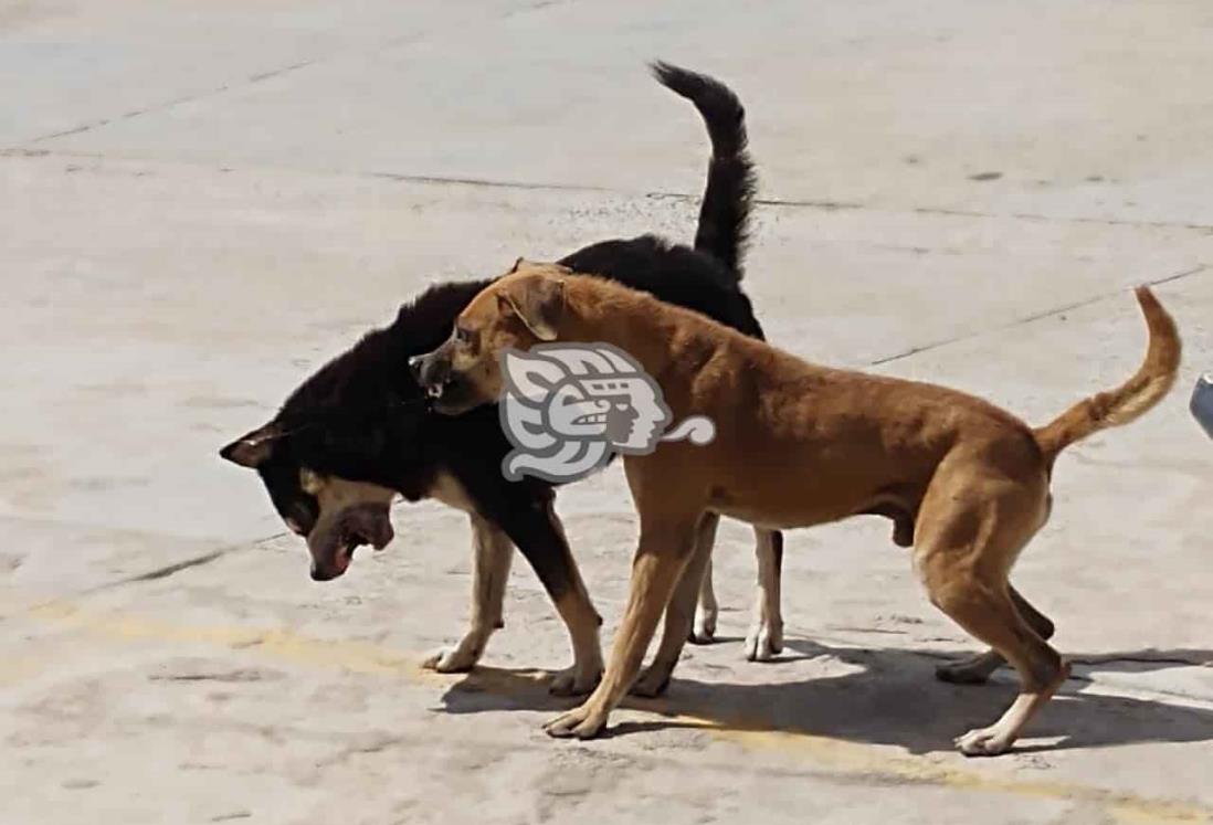 Perro ataca en el rostro a septuagenaria de Nanchital