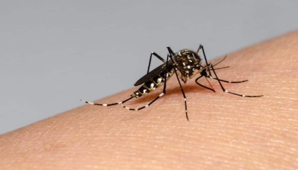 Veracruz baja a cuarto lugar nacional en casos de dengue