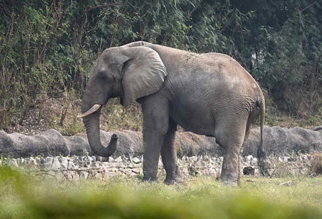 Elefante mata a mujer y luego vuelve a funeral a pisotear su cadáver en India