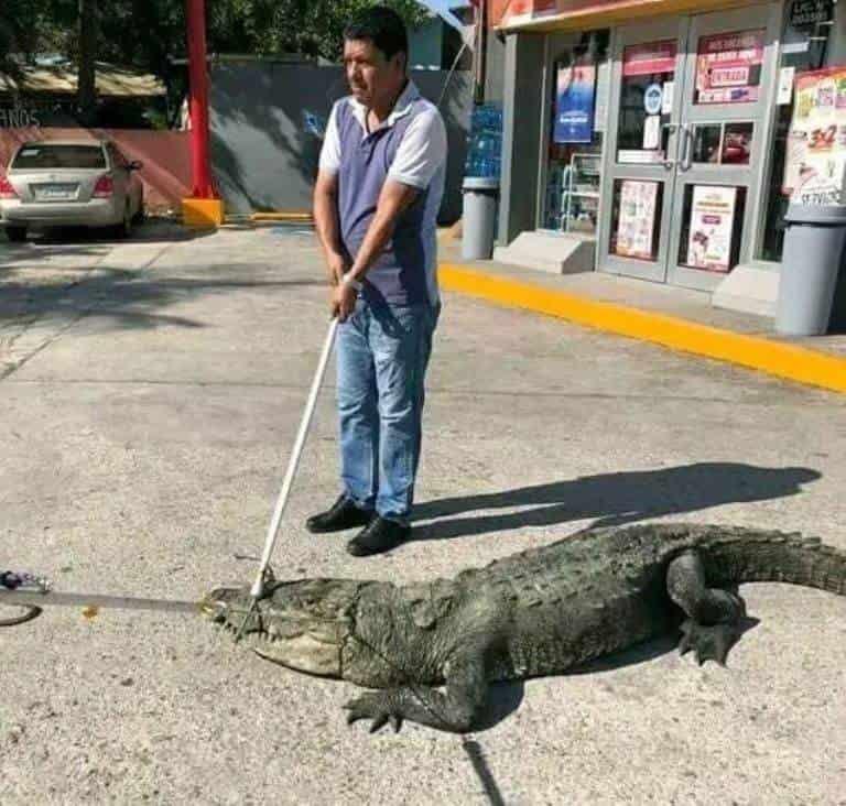 En Tamaulipas, sorprende cocodrilo descansando en un estacionamiento de una tienda
