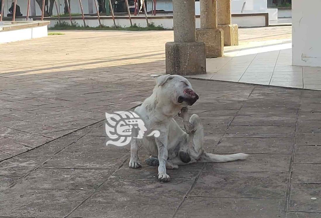 En Moloacan, perros callejeros son objeto de violencia