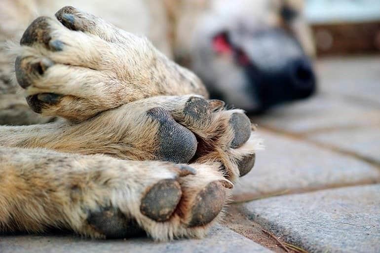 Alertan sobre decenas de perros presuntamente envenenados al norte de Veracruz