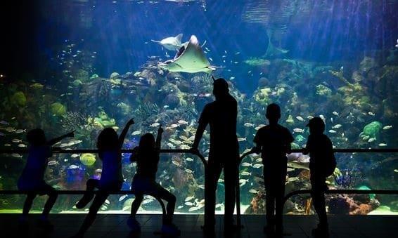 Recaudarán fondos con cena gala para modernizar el Aquarium de Veracruz