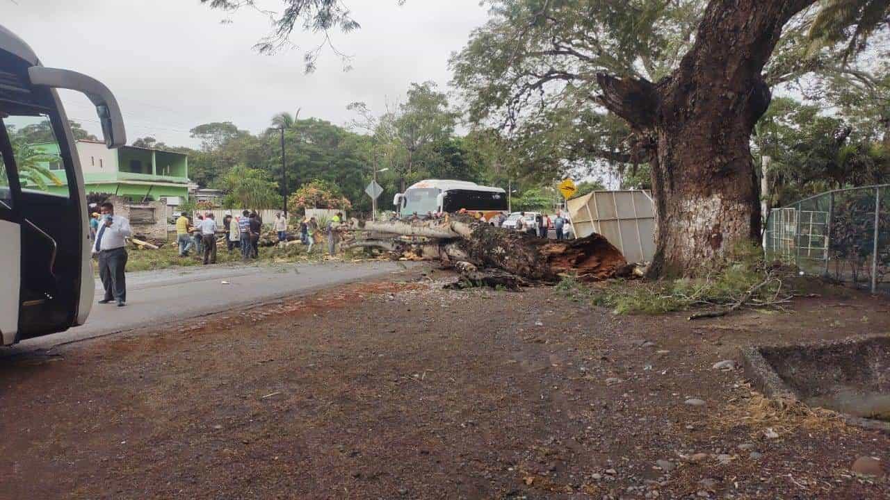 Cae árbol y afecta la circulación en carretera de Paso de Ovejas
