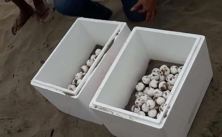 Más de 170 huevos de tortuga han resguardado en playas de Coatzacoalcos