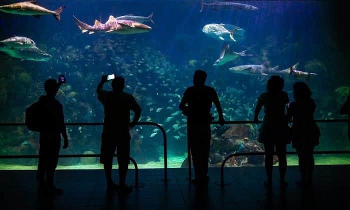 Aquarium de Veracruz rompe récord de visitas en Semana Santa