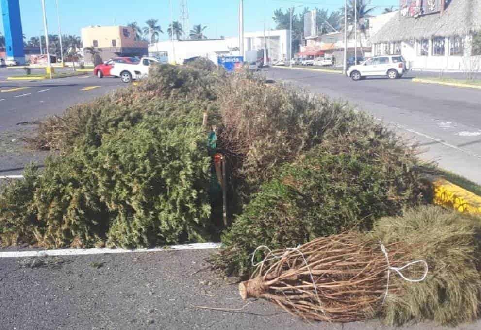 Invitan a no dejar abandonados árboles de Navidad en las calles y llevarlos a los centros de acopio en Veracruz y Boca del Río