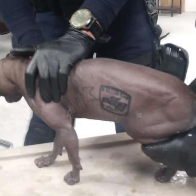 Hallan gato egipcio tatuado y túnel en el penal de Ciudad Juárez