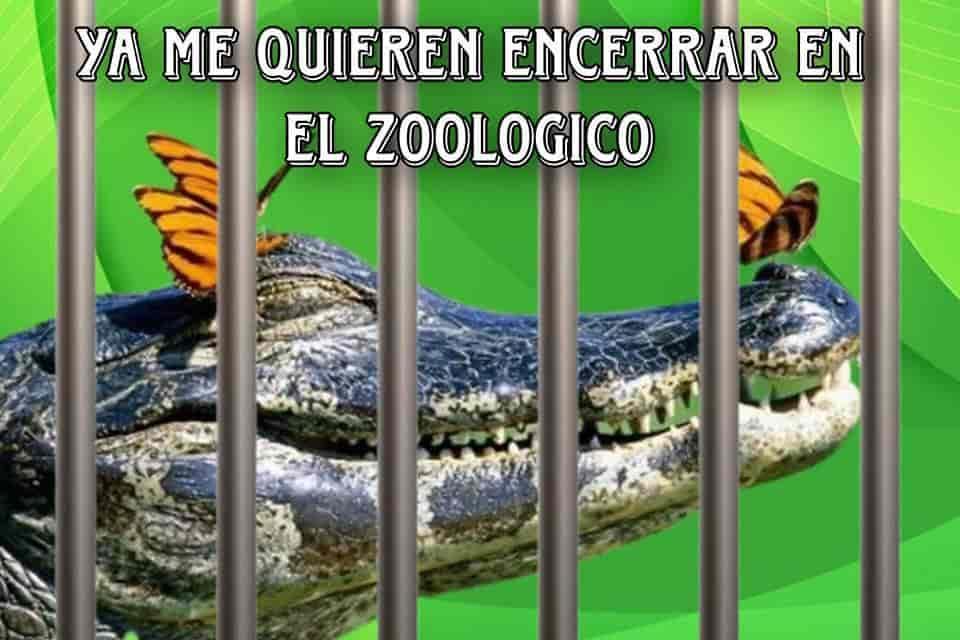 Zoológico de Veracruz no tiene las condiciones para reubicar al cocodrilo: Earth Mission