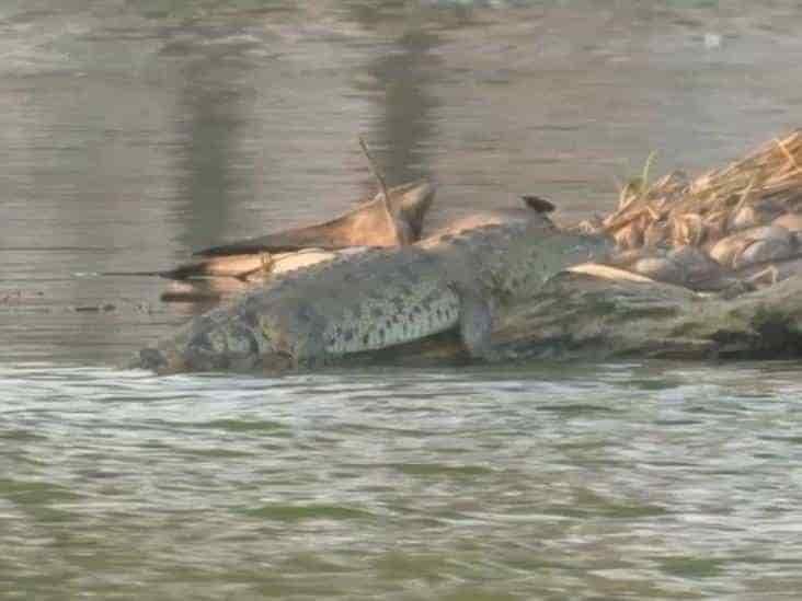 Laguna de Viveros sería una mejor opción para el cocodrilo: ambientalista