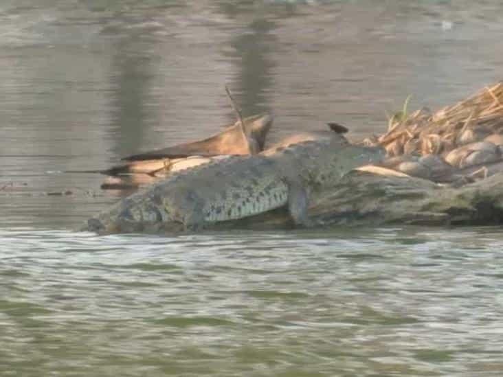 Aún no se puede sacar al cocodrilo Mali de la laguna en Veracruz