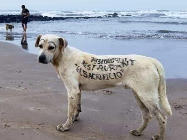 Pintan a perrito con publicidad de restaurante en playa de Tuxpan