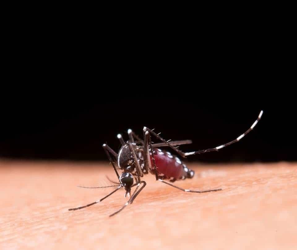 Alertan por el dengue en Veracruz; es temporada alta de contagios