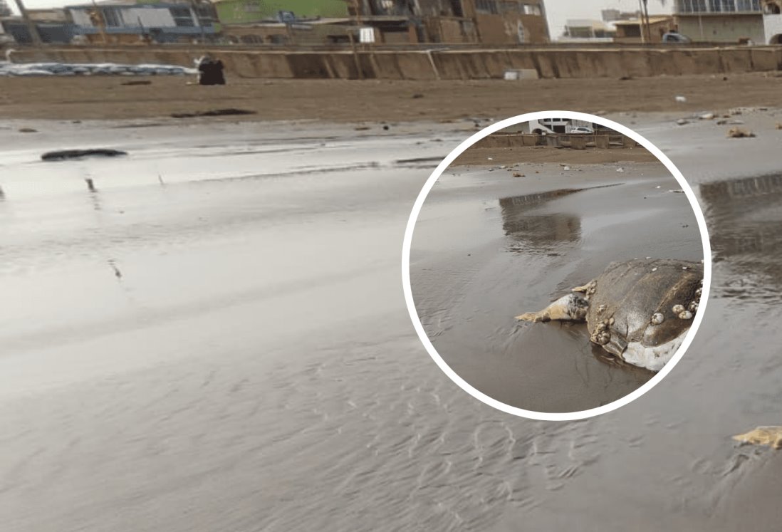 Hallan tortuga muerta en playa del sur de Veracruz