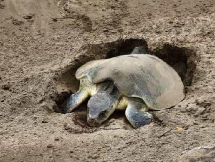 Rescatan más de 170 huevos de tortuga en playas de Coatzacoalcos