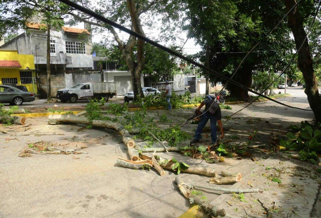 Tormenta en el sur de Veracruz deja 6 árboles caídos, informa PC