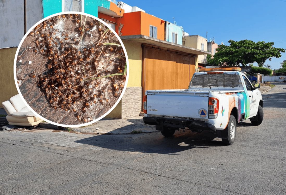 Extinguen enjambre de abejas en Lagos de Puente Moreno
