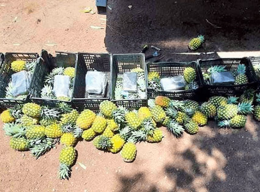 Hallan 300 kilos de droga oculta entre piñas en autopista Puebla-Orizaba