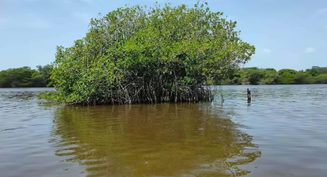 Aguas negras y quema de manglares acaban con Sistema Lagunar de Mandinga