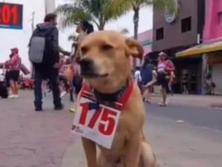 ‘El chicles’, el perrito maratonista se hizo viral en redes (+Video)