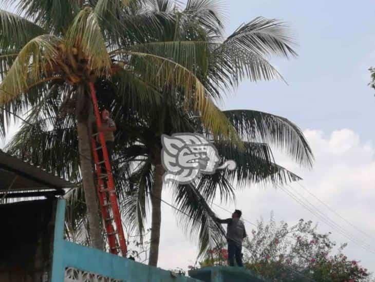 Rescatan a mono araña electrocutado en sur de Veracruz
