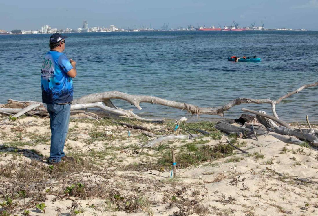 Instala Aquarium del Puerto de Veracruz campamentos tortugueros en islas del Sistema Arrecifal Veracruzano