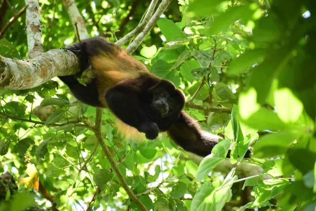 Mono cola blanca es avistado por habitantes de Soteapan