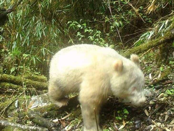 ¡Increíble! Captan al único panda albino en el mundo