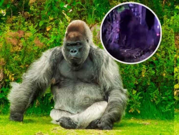 Gorila suelto genera temor en la población de Villa de Tezontepec (+video)