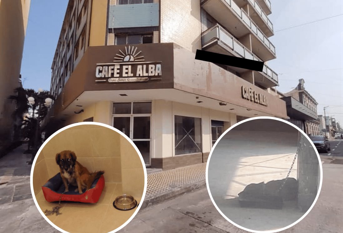 La verdad detrás de la perrita amarrada en café del centro de Veracruz