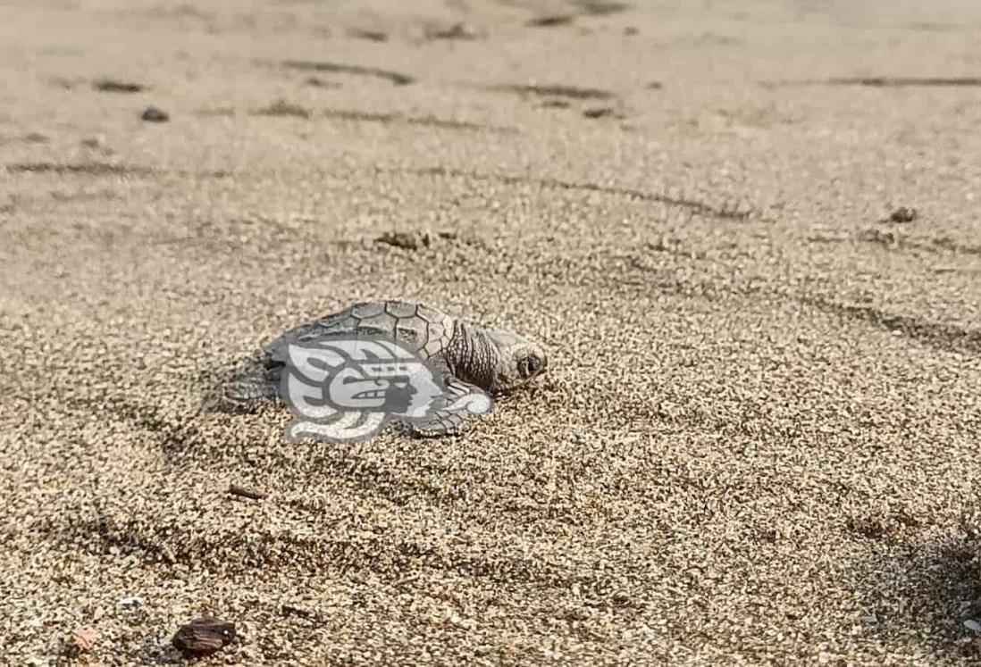 Alertan por autos que podrían destruir nidos de tortuga en playas de Coatzacoalcos