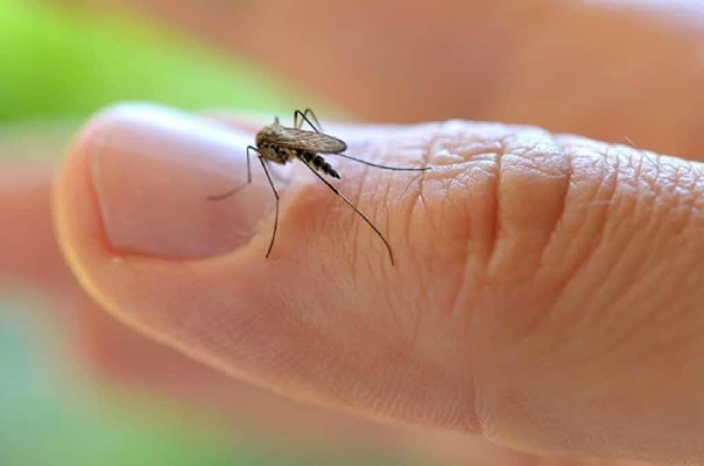 Refuerzan acciones preventivas contra el dengue en Jamapa