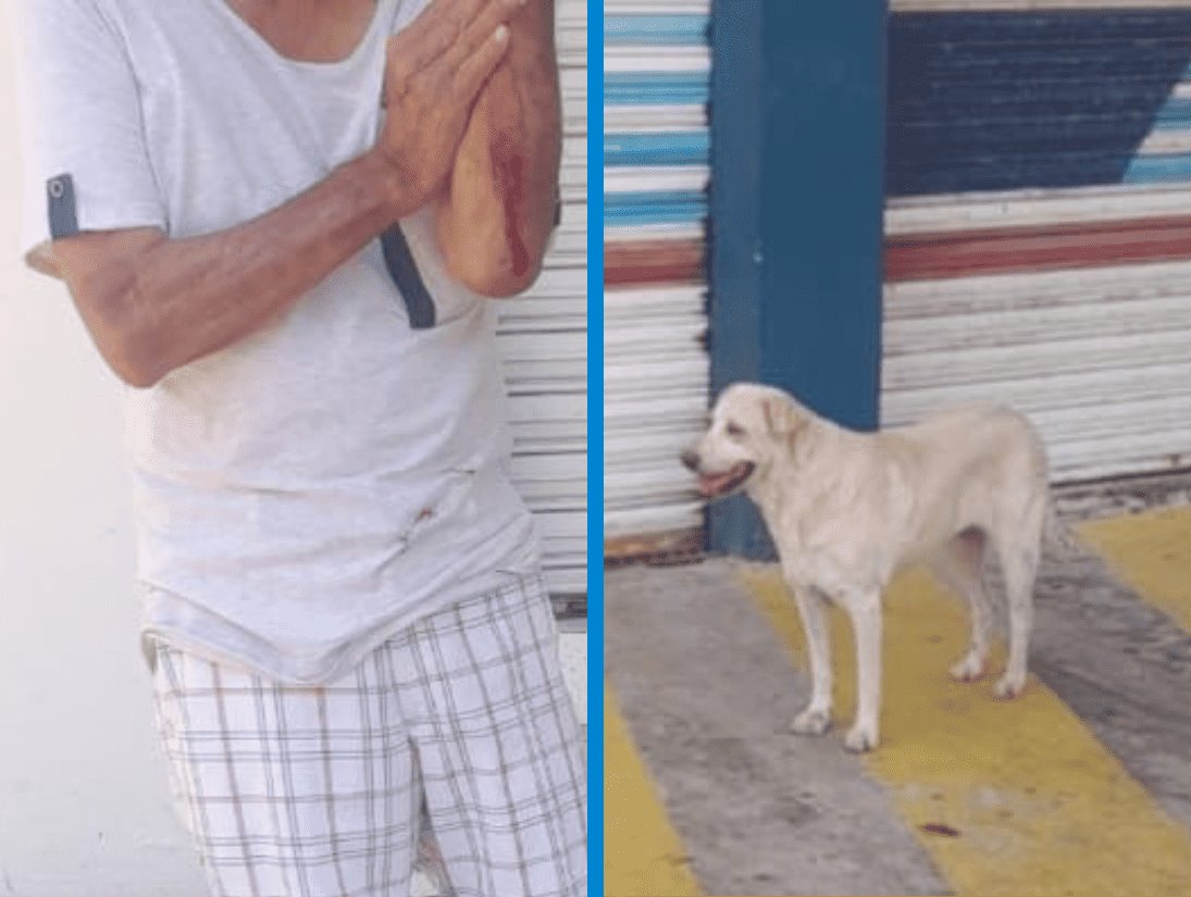 Perro suelto hiere a vecino y mata a su mascota en Veracruz